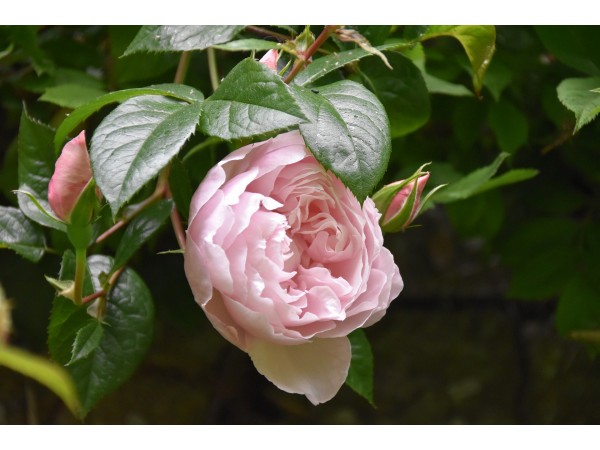 Fragrance Rose Ancienne