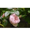 Fragrance Rose Ancienne
